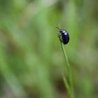 Leaf Beetle