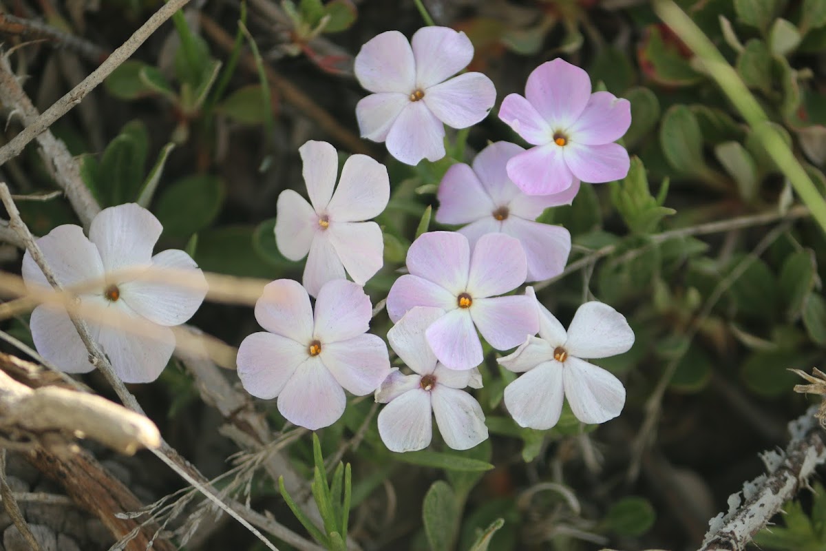 Spreading phlox