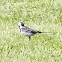 Pied Wagtail