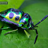 Katuk Metallic Shield-backed Bug