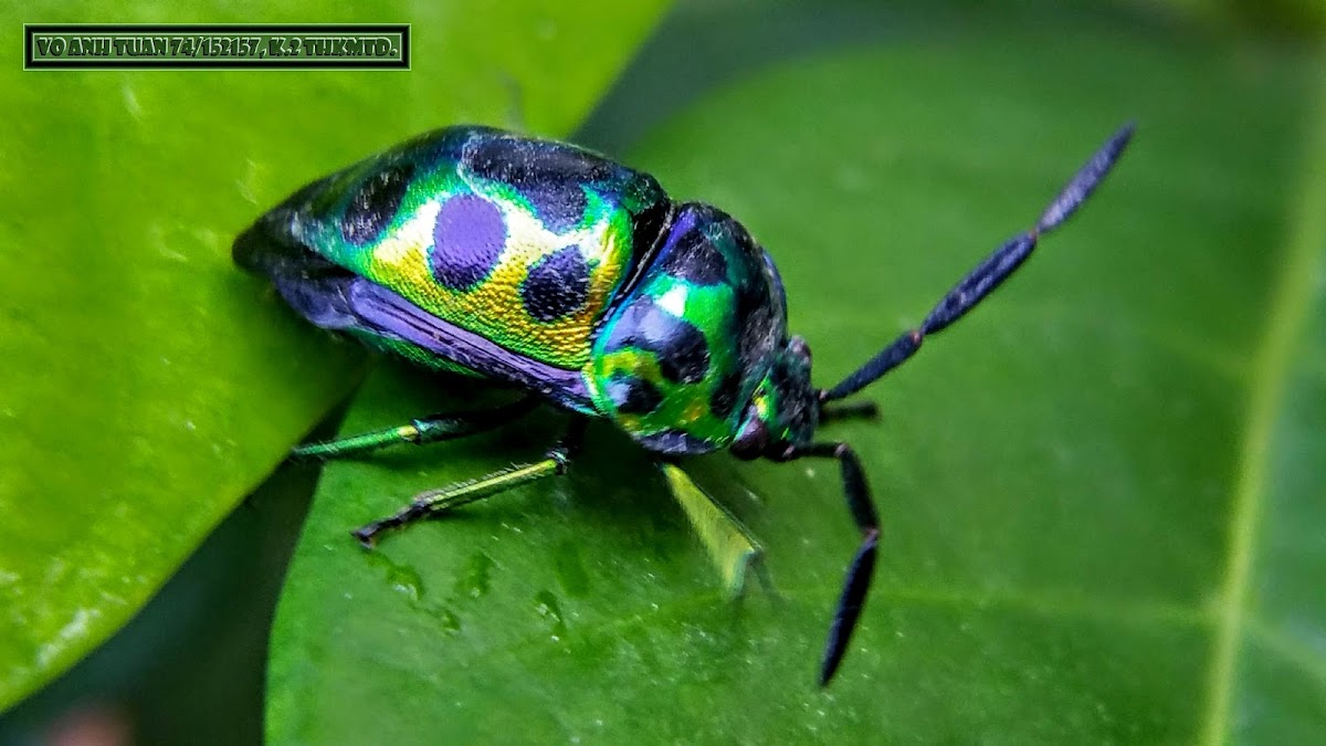 Katuk Metallic Shield-backed Bug