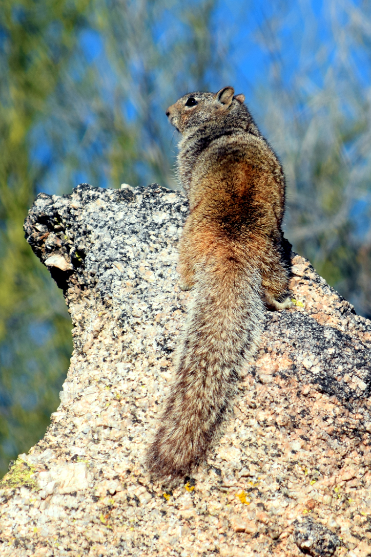 Rock Squirrel