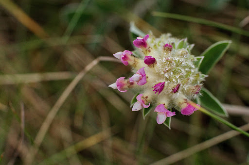 Anthyllis vulneraria subsp. iberica