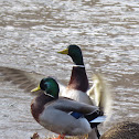 Mallard ducks