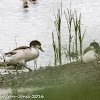 Shelduck