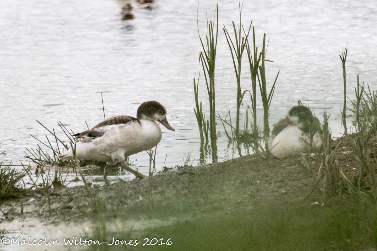 Shelduck