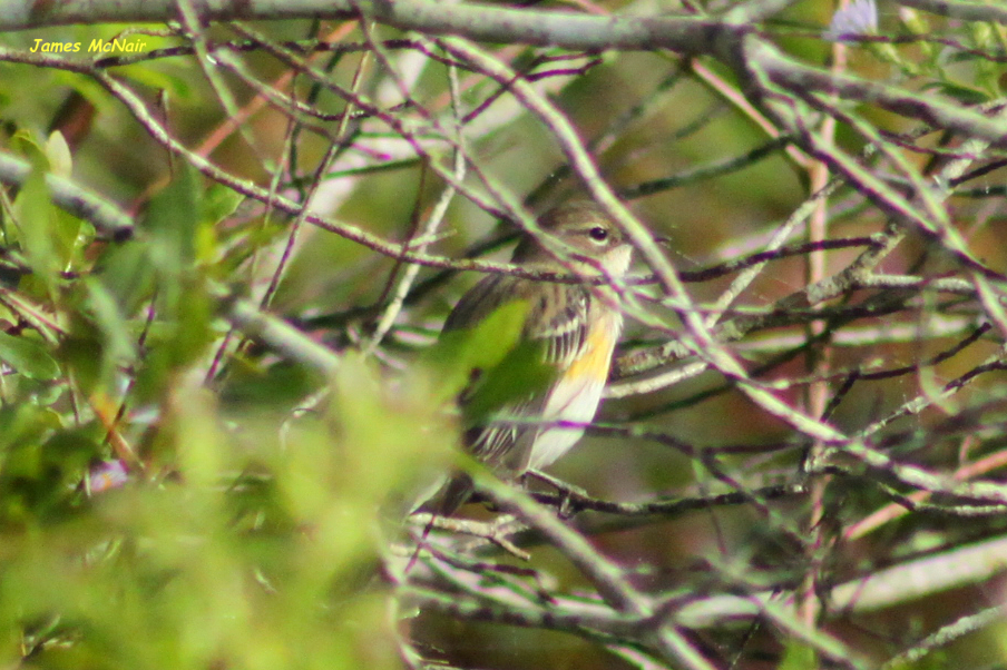 Yellow-rumped Warbler