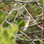 Yellow-rumped Warbler