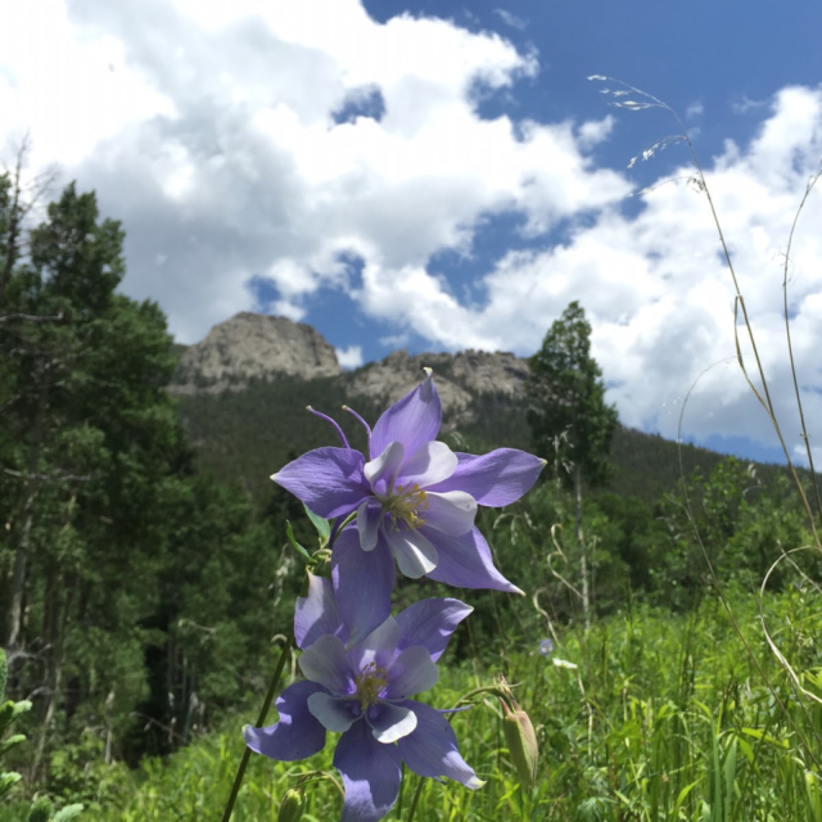 Colorado columbine