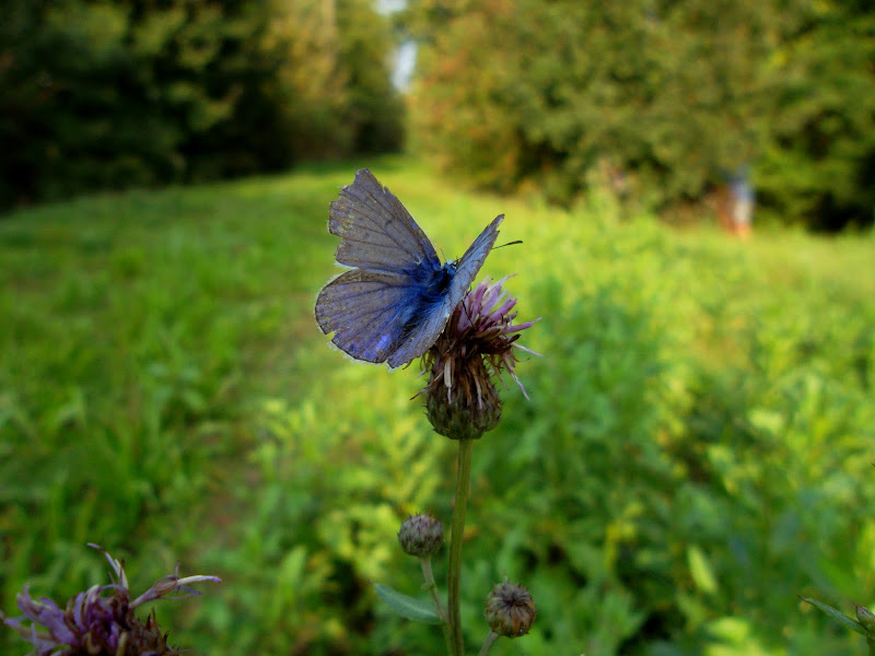 ...poi salì nell' aria e sparì... di Furlissima