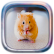 Picture Puzzle: Hamsters