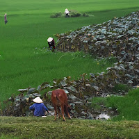 Al lavoro tra riso e fiori di loto di 