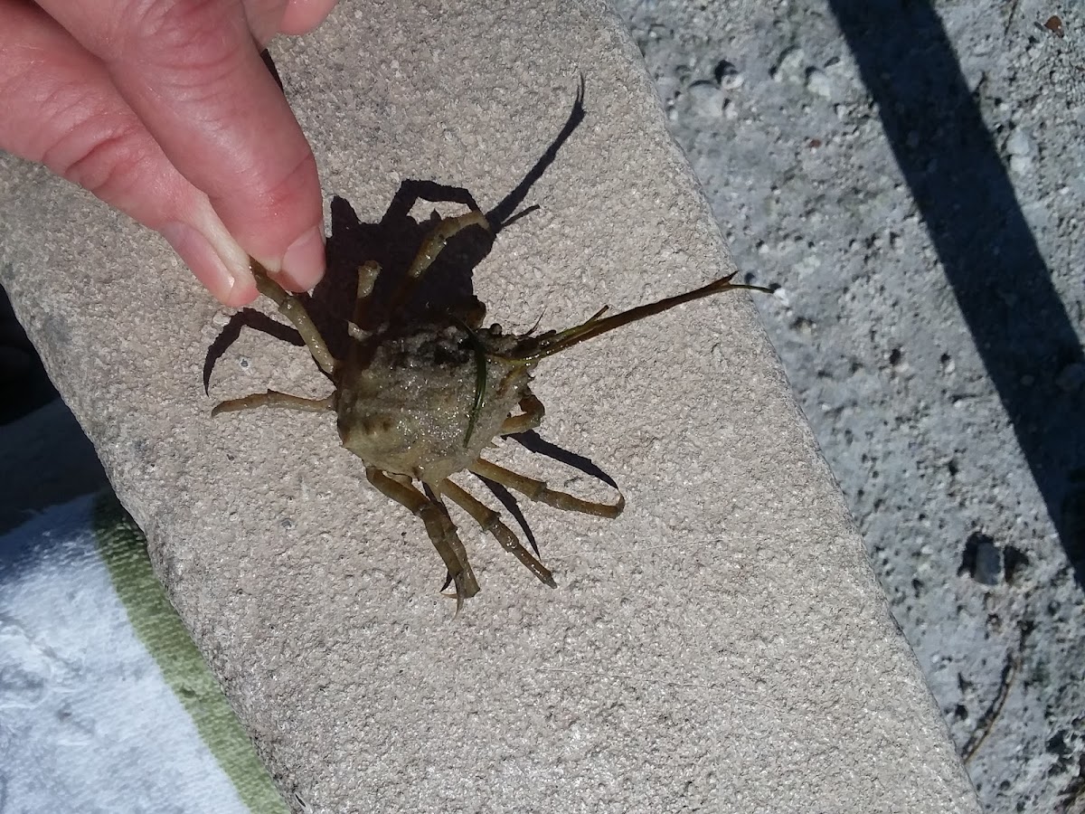 Long-nose spider crab