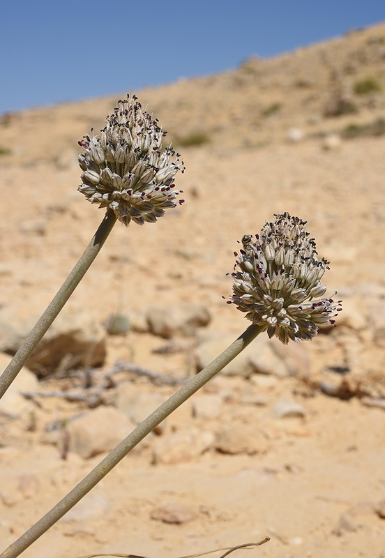 Artemisia garlic