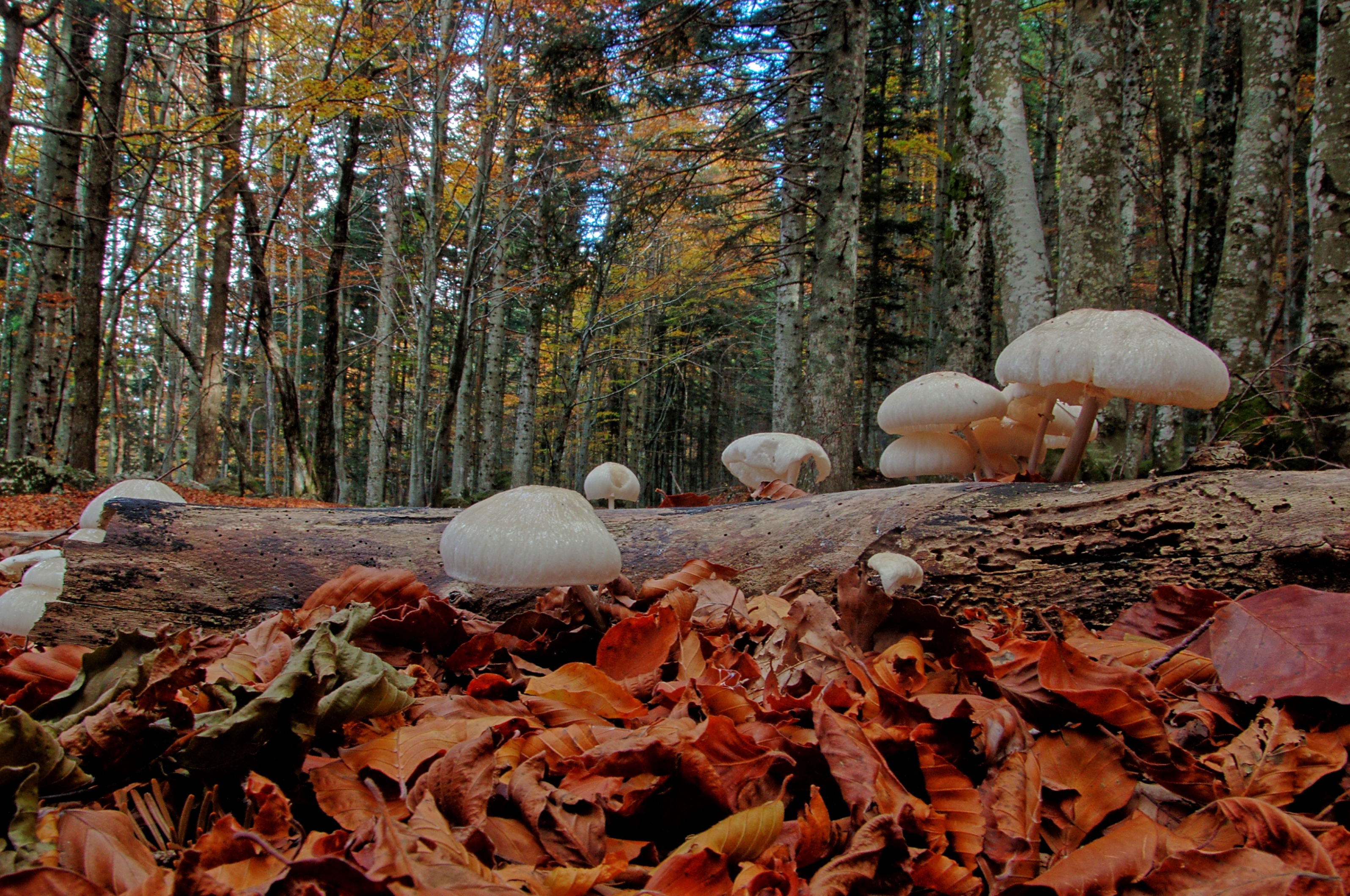 Foglie croccanti di maurizio_longinotti