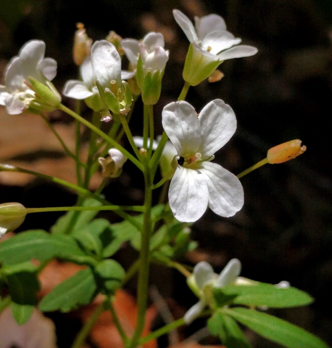 Cut-leaf Toothwort