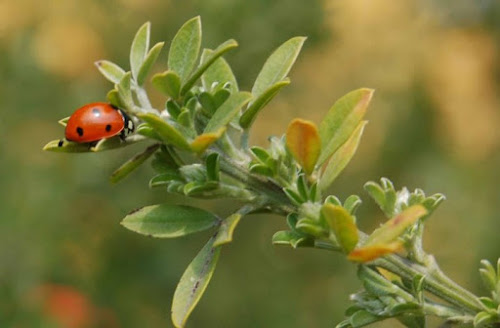 LA COCCINELLA di SUPERKIARA