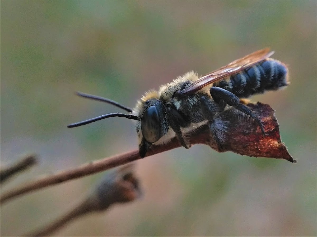 Leaf Cutter Bees