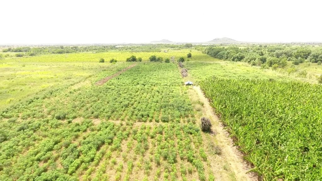 Fazenda de 640 ha com aptidão á lavoura, pecuária e psicultura em atividade na região do Bomfim - Roraima