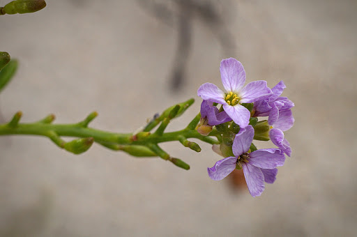 Cakile maritima