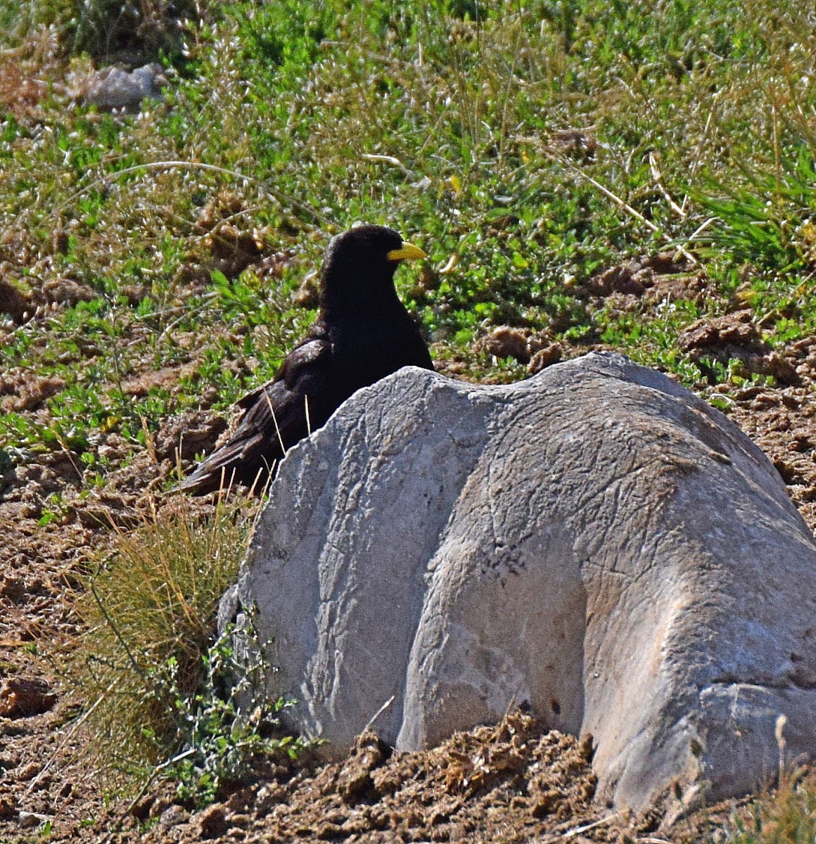 Alpine Chough