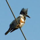 Belted Kingfisher, female