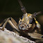 Citrus Long-Horned Beetle