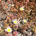 Crystalline Ice Plant