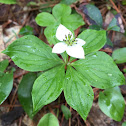 Bunchberry