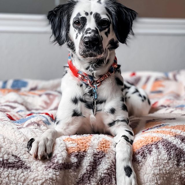 Longhaired Dal the long haired Dalmatian