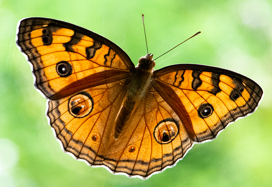 Peacock pansy