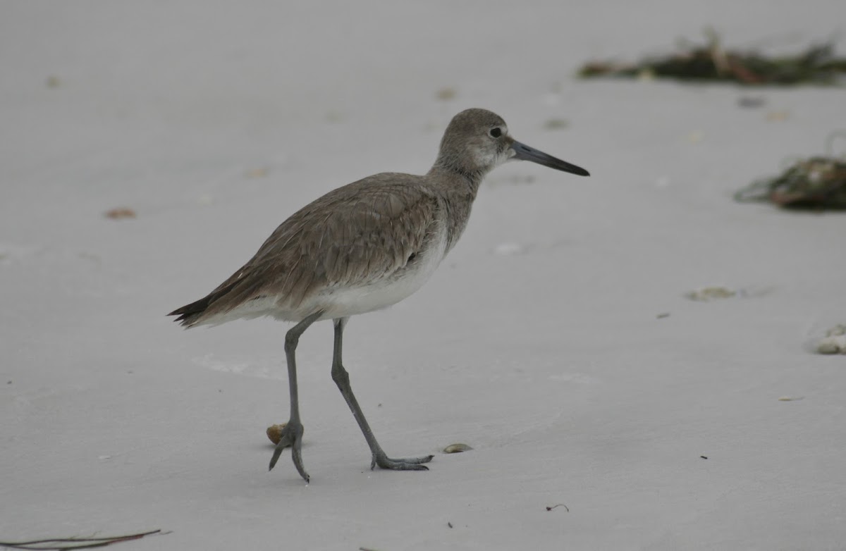 Willet