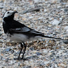 Pied Wagtail