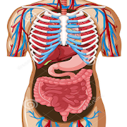 Human Anatomy Full 2.5 Icon