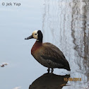 South African Shelduck