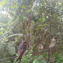 Red rumped swallow