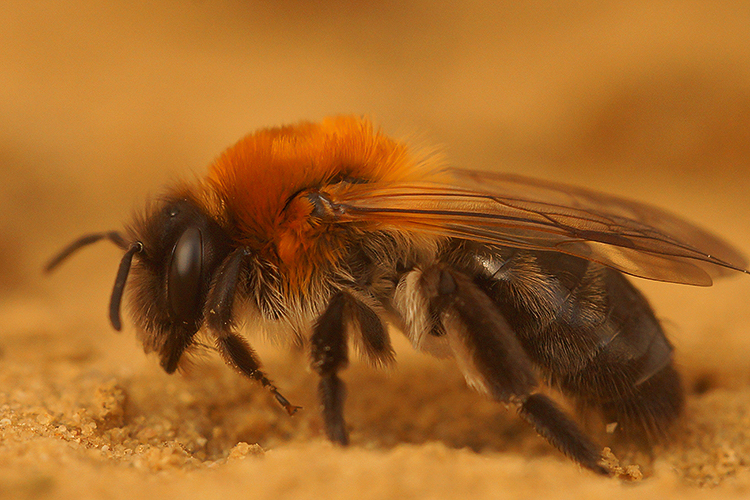 Andrena nitida