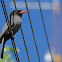 Chora-chuva-preto (Black-fronted Nunbird)