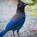 Steller's Jay