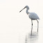 Eurasian spoonbill