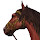 Horses HD new free tab theme