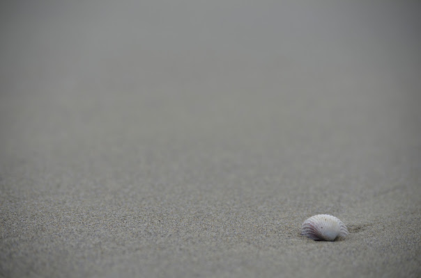 Vongolina di Alessandro Marani