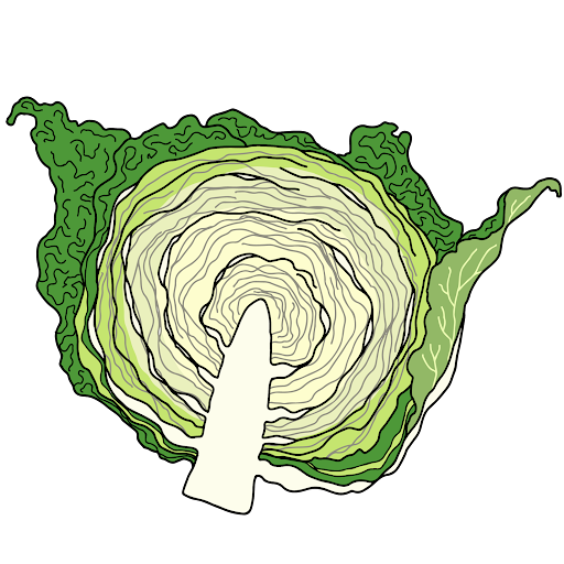 Cabbage