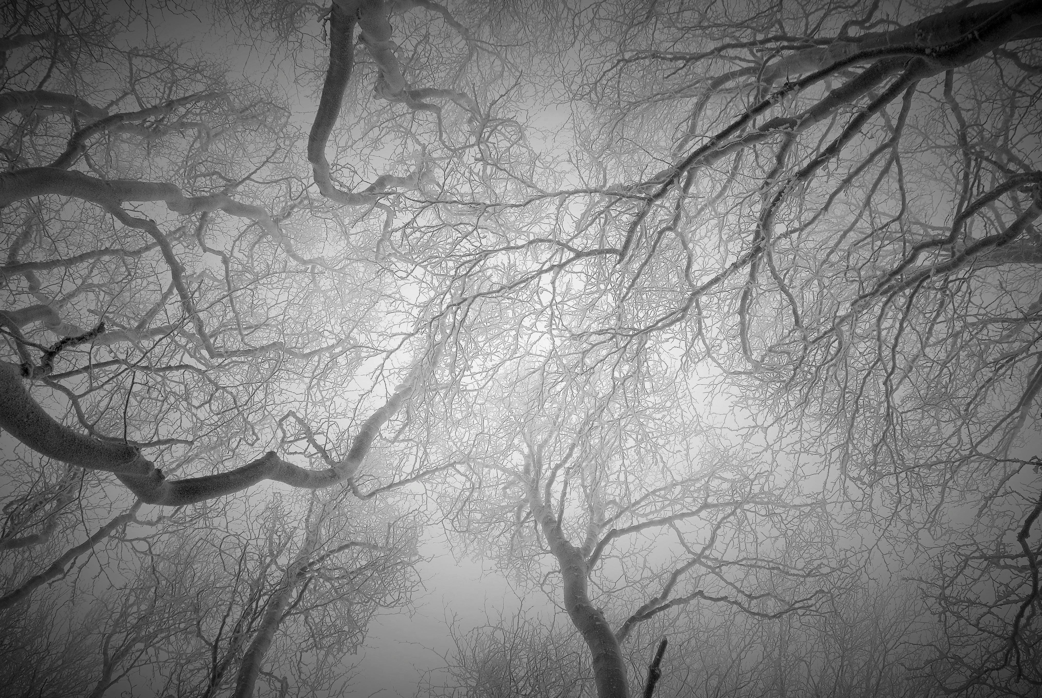 Aggroviglia i rami e spazzola i pensieri, la neve. di AlessandraPaci