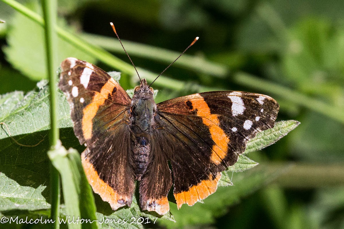 Red Admiral