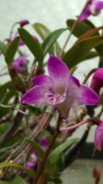 Dendrobium kingianum OhZEuWqk2SsoExv2aP8Kng5VnmSiVZ3oZaGjk6T61rcD6U84P0DYxIFpYsxyCAwQryWqw2GA58wDhJzTumEN5ewN0ujKJ7QSDRgv4E-AUgmzqmR81c8bSMOzBOifNLgPA-tR1nEEi3DfGvahUCCgoKt9z0cDSYOEuJo6VqKAQ_onOZ6t-Ib35kG6J5NMp5jCKruAfM_RfWSZfK0NtvYupKeueuh3t8xNzc7iqCTTUZGv5GmNrFiXcctyOhrWi2N11-ugUnHfM29iErBsMxR-w2mPDfDbAlTQfeKXaCe37X_PLuL6iiiqYDw1OG_NIiBb5J7KQ4veijK1iF3C-LZXdYQ4z7VfoH5W4Dk3oDpOLf-zm69rVHZWyaIYl0AkL8zCqIwAYVRYd0_Wcg8RYO6Joit0uKk7UWZIovEZ_K-jAaH8leX1iLPg_uW__zcsFhHtzMpEWKEYwSw7sUy3ivXgZJktkcwUPsrOflcuaKRjeHNCR02HlKBNQCasEzr23Vl8vLCT01RlkdZX2IS8pB35dlOfeQC4VzQiF07d7BbxWvIwMUIjgaunmDhBbTqjoFj5uyZBZQ=w356-h635-no