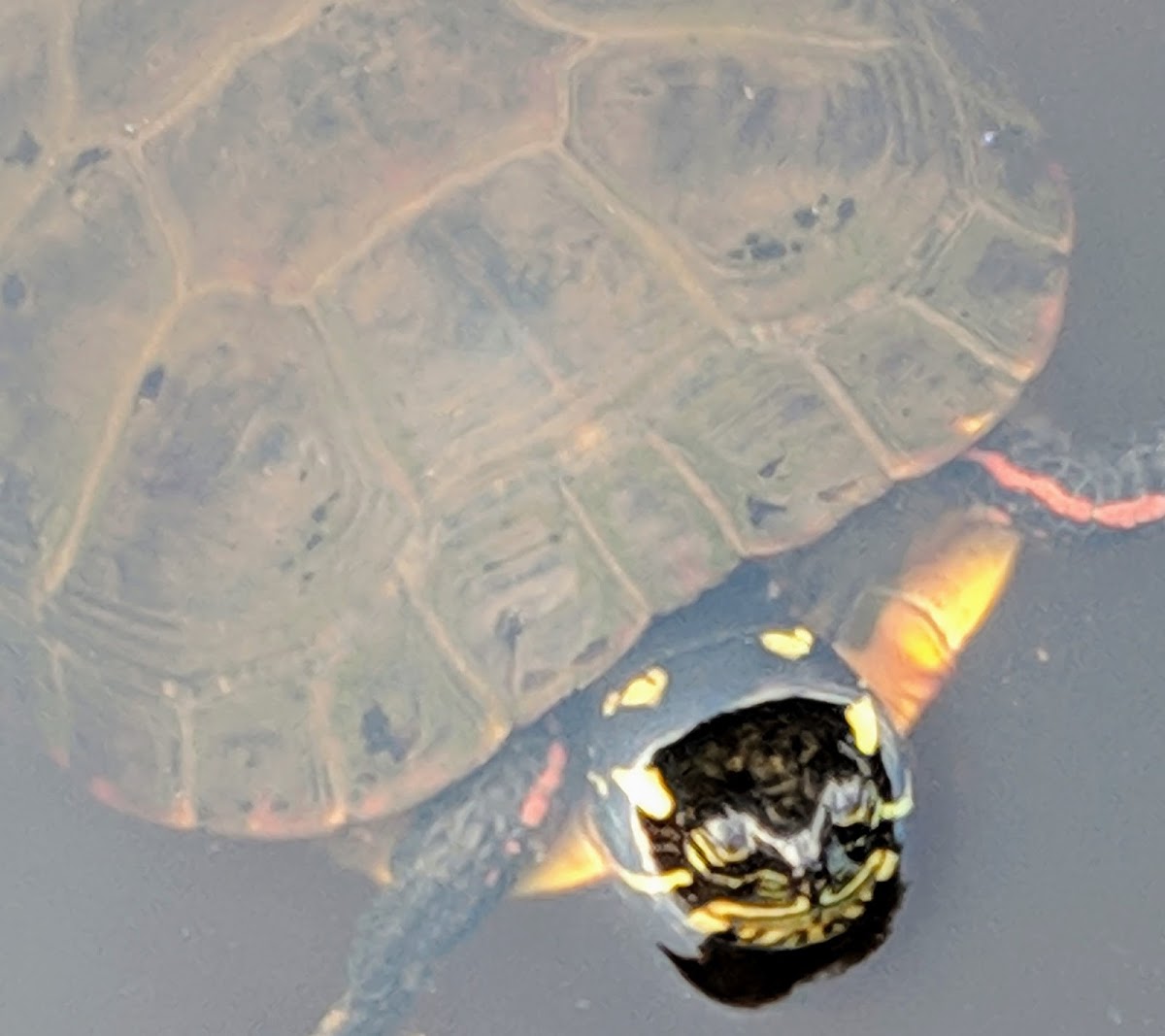 Eastern Painted turtle