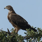 Tawny Eagle