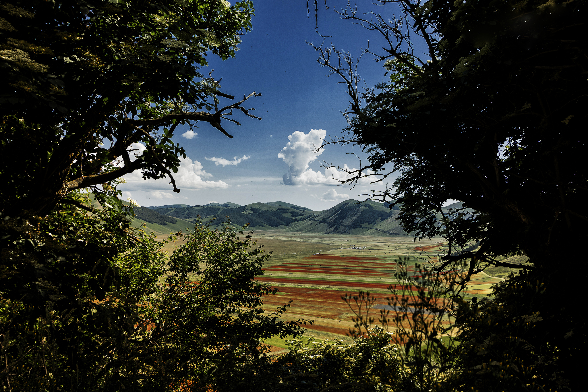 Fioritura Castelluccio di Norcia di Elisa Valdambrini ph