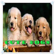 Cute and Funny Dogs  Icon